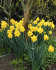 Нарцисс Датч Мастер (Narcissus Dutch Master), 5 шт (разбор 12/14)
