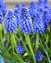 Мускари Арменикум (Muscari armeniacum), 25 шт (разбор 8/9)