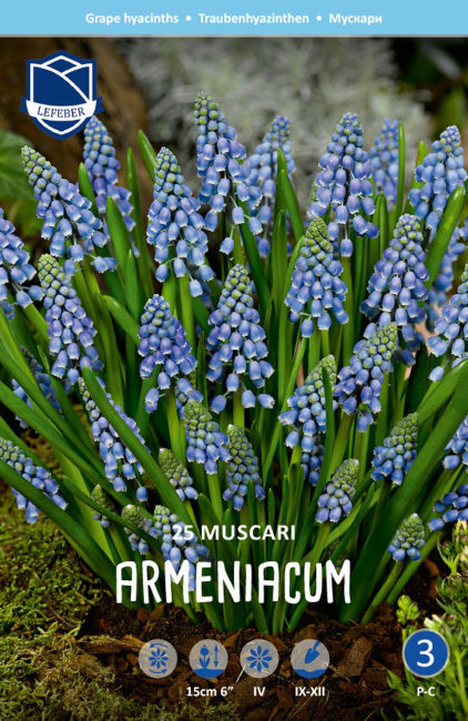 Мускари Арменикум (Muscari armeniacum), 25 шт (разбор 8/9)