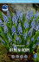 Мускари Арменикум (Muscari armeniacum), 25 шт (разбор 8/9)