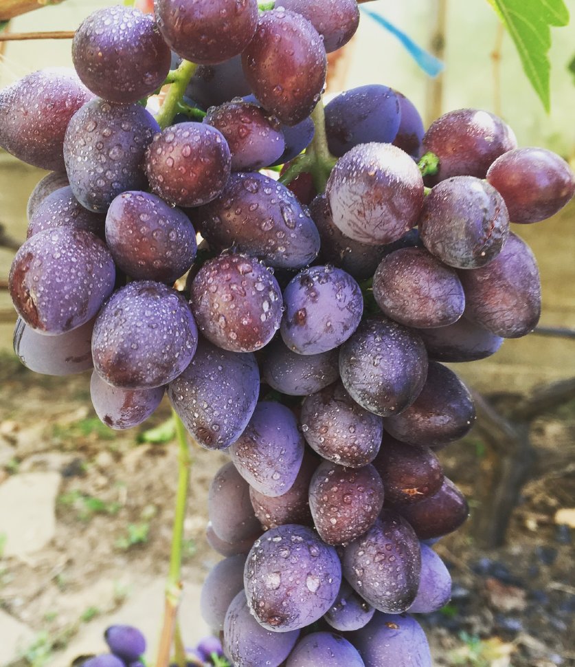 Сорт винограда красотка