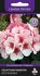 Пеларгония зональная Маверик Бело-розовая