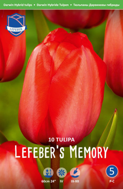 Тюльпан Лефеберс Мемори (Tulipa Lefebers Memory), 10 шт (разбор 12/14)