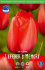 Тюльпан Лефеберс Мемори (Tulipa Lefebers Memory), 10 шт (разбор 12/14)