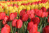 Тюльпан Лефеберс Мемори (Tulipa Lefebers Memory), 10 шт (разбор 12/14)