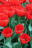 Тюльпан Лефеберс Мемори (Tulipa Lefebers Memory), 10 шт (разбор 12/14)