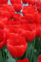 Тюльпан Лефеберс Мемори (Tulipa Lefebers Memory), 10 шт (разбор 12/14)