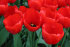 Тюльпан Лефеберс Мемори (Tulipa Lefebers Memory), 10 шт (разбор 12/14)