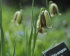 Рябчик Акмопетала (Fritillaria acmopetala), 5 шт (разбор 8/9)