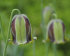 Рябчик Акмопетала (Fritillaria acmopetala), 5 шт (разбор 8/9)