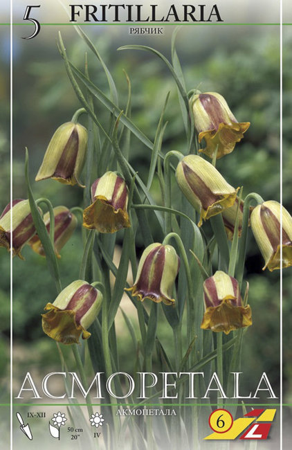 Рябчик Акмопетала (Fritillaria acmopetala), 5 шт (разбор 8/9)