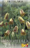 Рябчик Акмопетала (Fritillaria acmopetala), 5 шт (разбор 8/9)