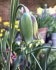 Рябчик Акмопетала (Fritillaria acmopetala), 5 шт (разбор 8/9)