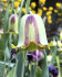 Рябчик Акмопетала (Fritillaria acmopetala), 5 шт (разбор 8/9)