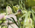 Рябчик Акмопетала (Fritillaria acmopetala), 5 шт (разбор 8/9)