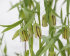 Рябчик Акмопетала (Fritillaria acmopetala), 5 шт (разбор 8/9)