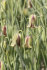Рябчик Акмопетала (Fritillaria acmopetala), 5 шт (разбор 8/9)