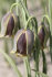Рябчик Акмопетала (Fritillaria acmopetala), 5 шт (разбор 8/9)