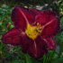 Лилейник Пепллишез (Hemerocallis Purplelicious), 1 шт