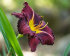 Лилейник Пепллишез (Hemerocallis Purplelicious), 1 шт