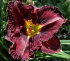 Лилейник Пепллишез (Hemerocallis Purplelicious), 1 шт