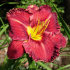 Лилейник Пепллишез (Hemerocallis Purplelicious), 1 шт