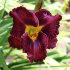 Лилейник Пепллишез (Hemerocallis Purplelicious), 1 шт
