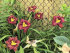 Лилейник Пепллишез (Hemerocallis Purplelicious), 1 шт