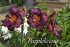 Лилейник Пепллишез (Hemerocallis Purplelicious), 1 шт