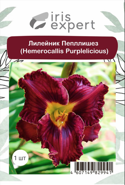 Лилейник Пепллишез (Hemerocallis Purplelicious), 1 шт
