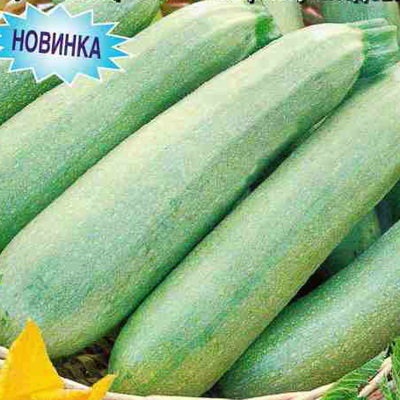 Купить семена Кабачок белоплодный Снежный дракон F1 в магазине ПервыеСемена по цене 33 руб.