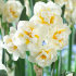 Нарцисс Брайд (Narcissus The Bride = Bridal Crown), 5 шт (разбор 12/14)