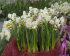 Нарцисс Брайд (Narcissus The Bride = Bridal Crown), 5 шт (разбор 12/14)