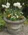 Нарцисс Брайд (Narcissus The Bride = Bridal Crown), 5 шт (разбор 12/14)