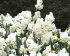 Нарцисс Брайд (Narcissus The Bride = Bridal Crown), 5 шт (разбор 12/14)