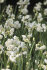 Нарцисс Брайд (Narcissus The Bride = Bridal Crown), 5 шт (разбор 12/14)