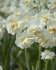 Нарцисс Брайд (Narcissus The Bride = Bridal Crown), 5 шт (разбор 12/14)