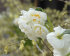 Нарцисс Брайд (Narcissus The Bride = Bridal Crown), 5 шт (разбор 12/14)