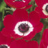 Анемона корончатая Холландия (Anemone coronaria Hollandia), 20 шт (разбор 6/7)