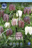 Рябчик Мелеагрис смесь (Fritillaria meleagris Mix), 15 шт (разбор 7/8)