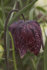 Рябчик Мелеагрис смесь (Fritillaria meleagris Mix), 15 шт (разбор 7/8)