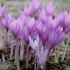 Колхикум Джайент  (Colchicum Giant), 1 шт (разбор 20/22)