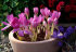 Колхикум Джайент  (Colchicum Giant), 1 шт (разбор 20/22)