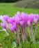 Колхикум Джайент  (Colchicum Giant), 1 шт (разбор 20/22)