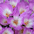 Колхикум Джайент  (Colchicum Giant), 1 шт (разбор 20/22)