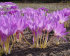 Колхикум Джайент  (Colchicum Giant), 1 шт (разбор 20/22)