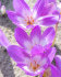 Колхикум Джайент  (Colchicum Giant), 1 шт (разбор 20/22)