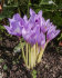 Колхикум Джайент  (Colchicum Giant), 1 шт (разбор 20/22)
