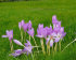 Колхикум Джайент  (Colchicum Giant), 1 шт (разбор 20/22)