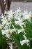 Нарцисс Элка (Narcissus mini trumpet Elka), 15 шт (разбор 8/10)